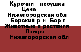 Курочки - несушки › Цена ­ 2 900 - Нижегородская обл., Борский р-н, Бор г. Животные и растения » Птицы   . Нижегородская обл.